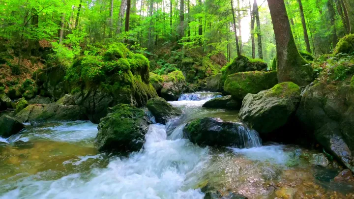 Mossy Rapids live wallpaper scene