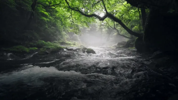 Where the Mist Begins live wallpaper scene