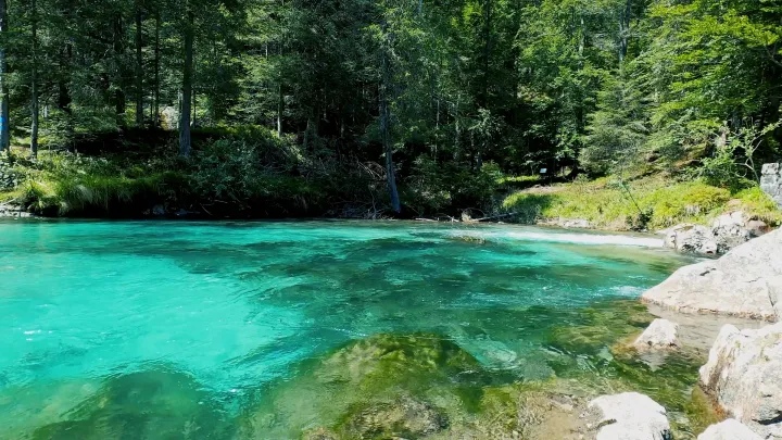 Where the Forest Drinks live wallpaper scene