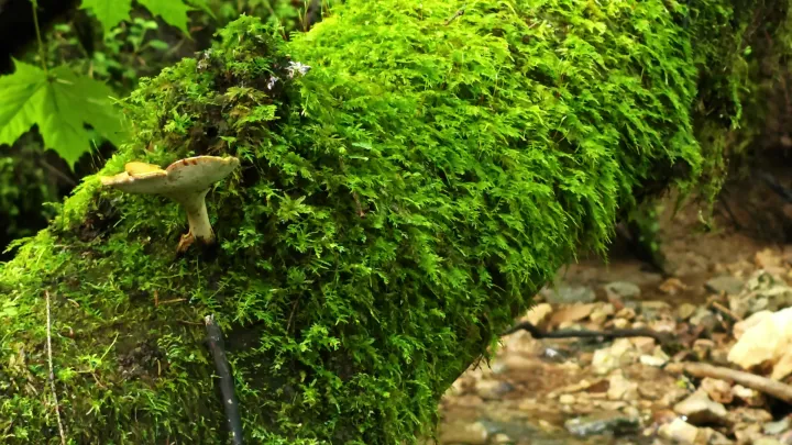 Overgrown Log live wallpaper scene
