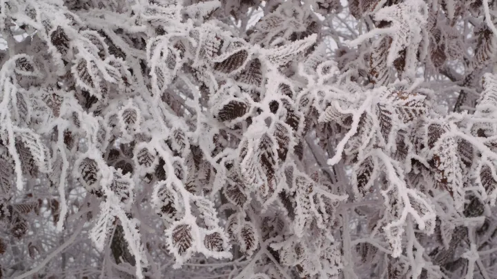 Hoarfrost live wallpaper scene