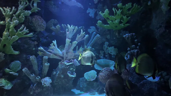 Blue Beneath live wallpaper scene