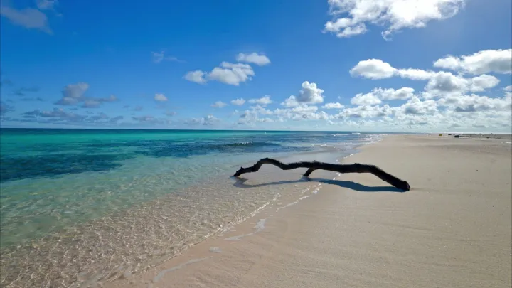 Driftwood Shore live wallpaper scene